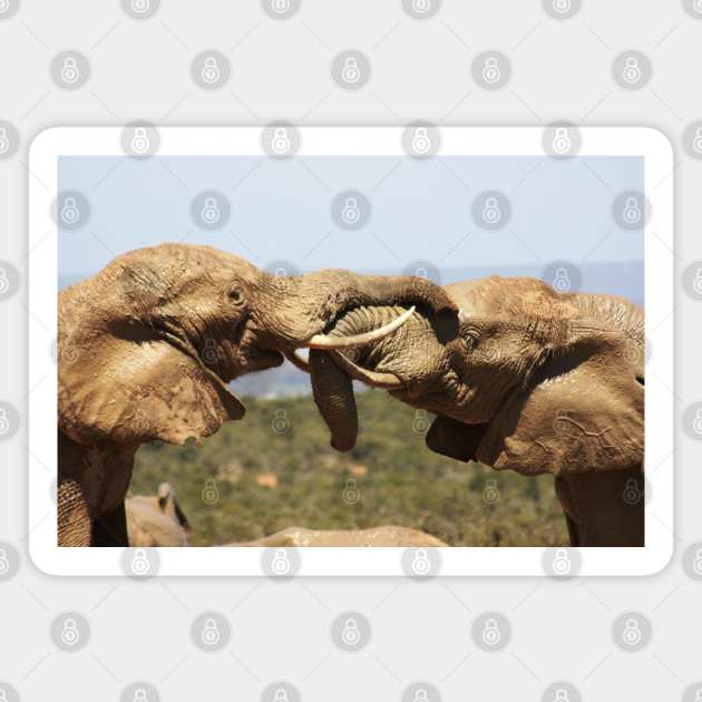 African Wildlife Photography Elephant Tussle Magnet by PathblazerStudios
